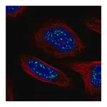 Merck Anti-HSF4 antibody produced in rabbit