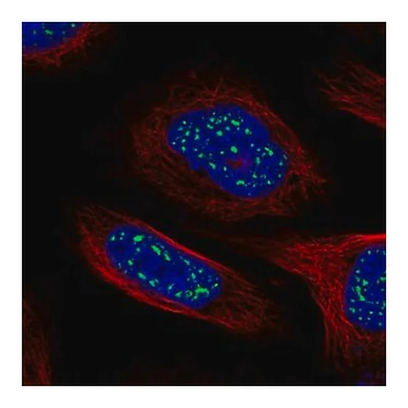Merck Anti-HSF4 antibody produced in rabbit