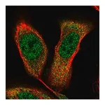 Merck Anti-NKX2-5 antibody produced in rabbit