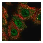 Merck Anti-CNOT10 antibody produced in rabbit