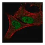 Merck Anti-CDK2 antibody produced in rabbit