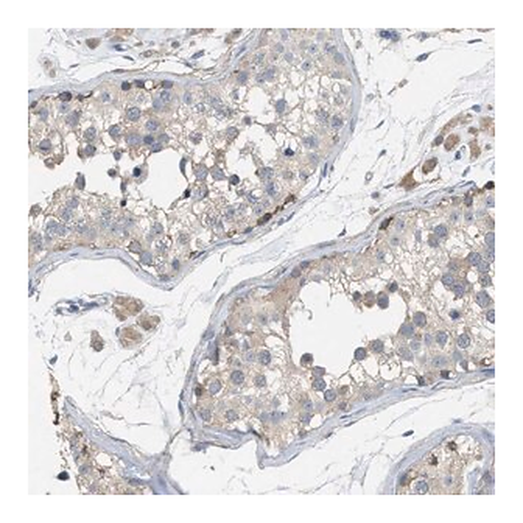 Merck Anti-UBAP2 antibody produced in rabbit
