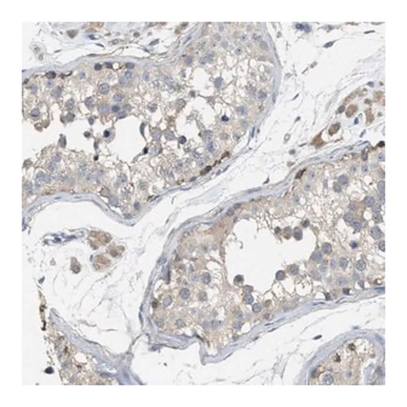 Merck Anti-UBAP2 antibody produced in rabbit