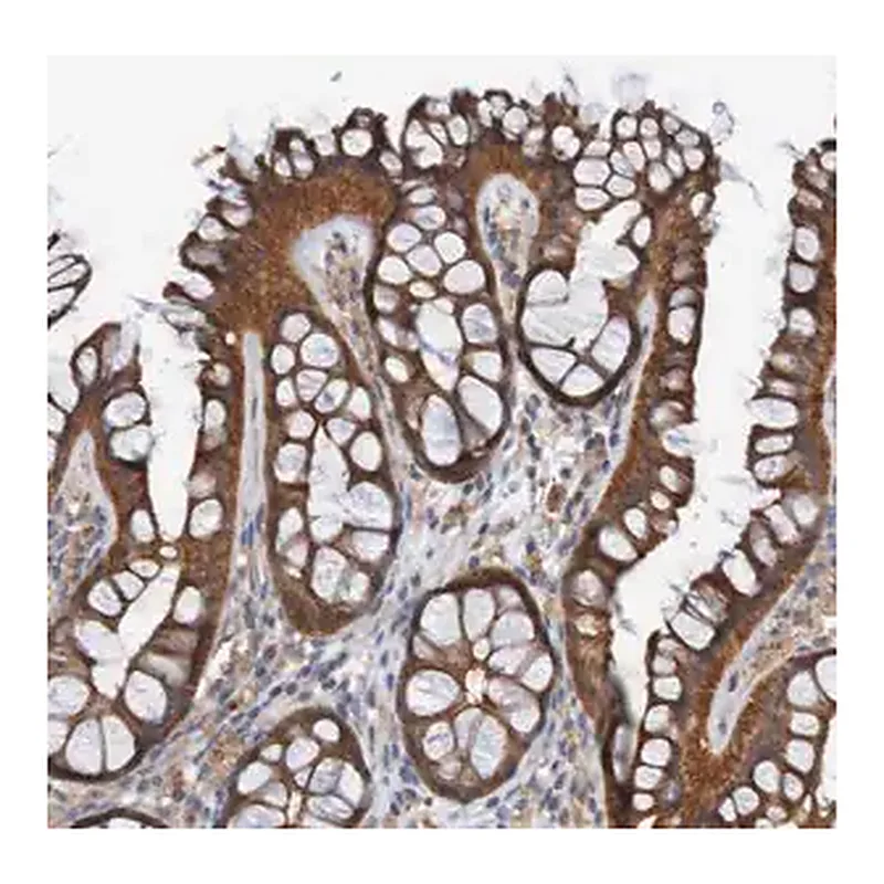 Merck Anti-ST8SIA6 antibody produced in rabbit