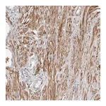 Merck Anti-UNK antibody produced in rabbit