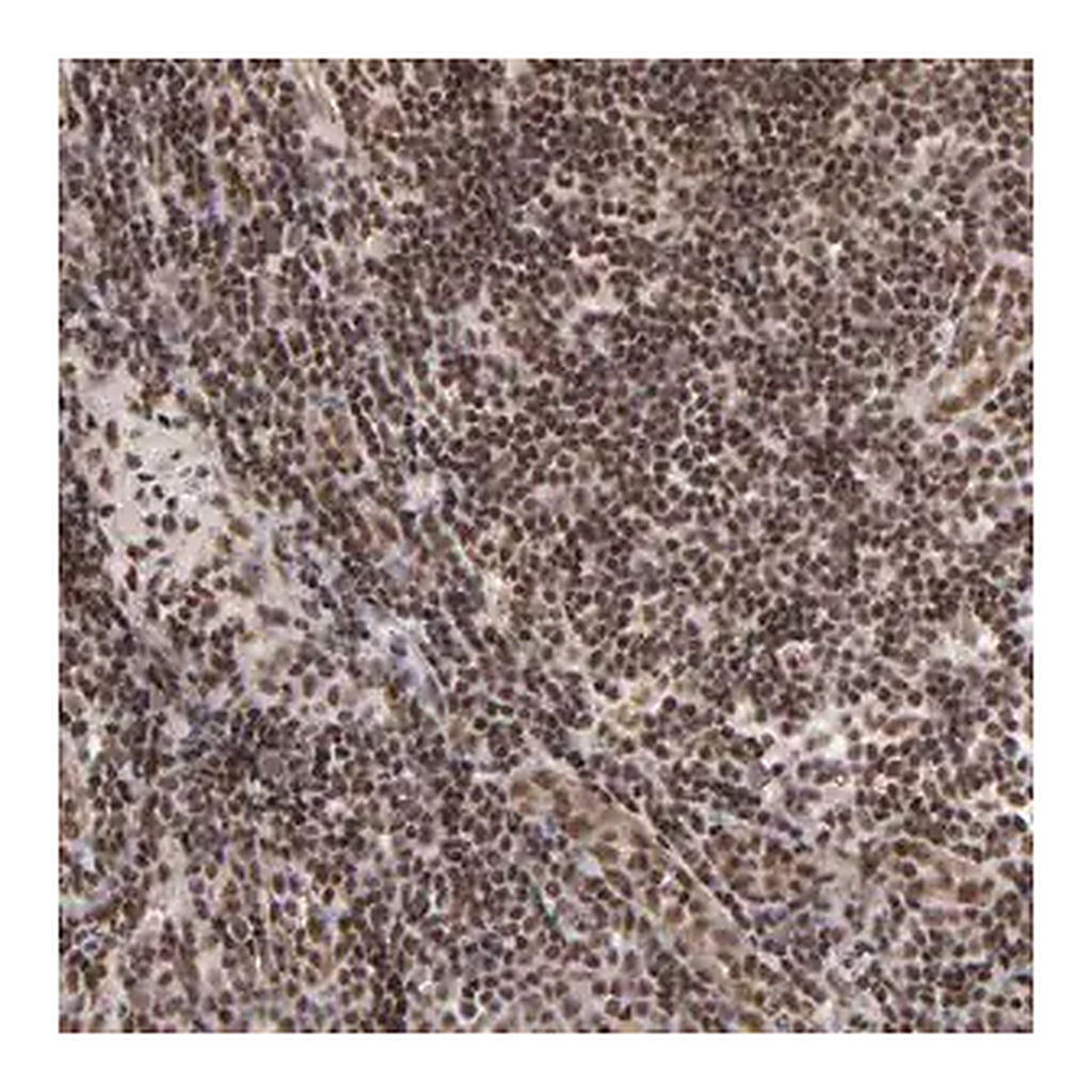 Merck Anti-GABPA antibody produced in rabbit