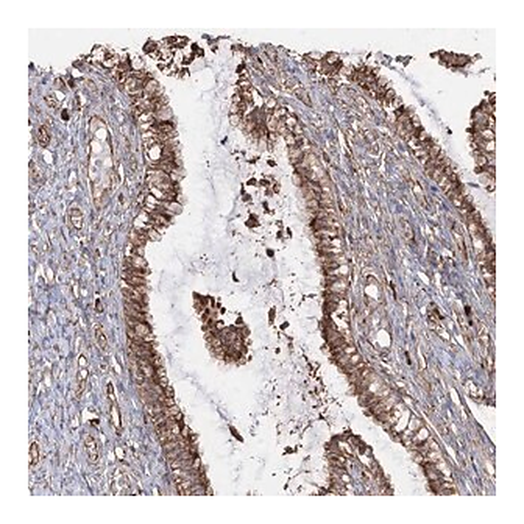 Merck Anti-RPS25 antibody produced in rabbit