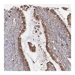 Merck Anti-RPS25 antibody produced in rabbit