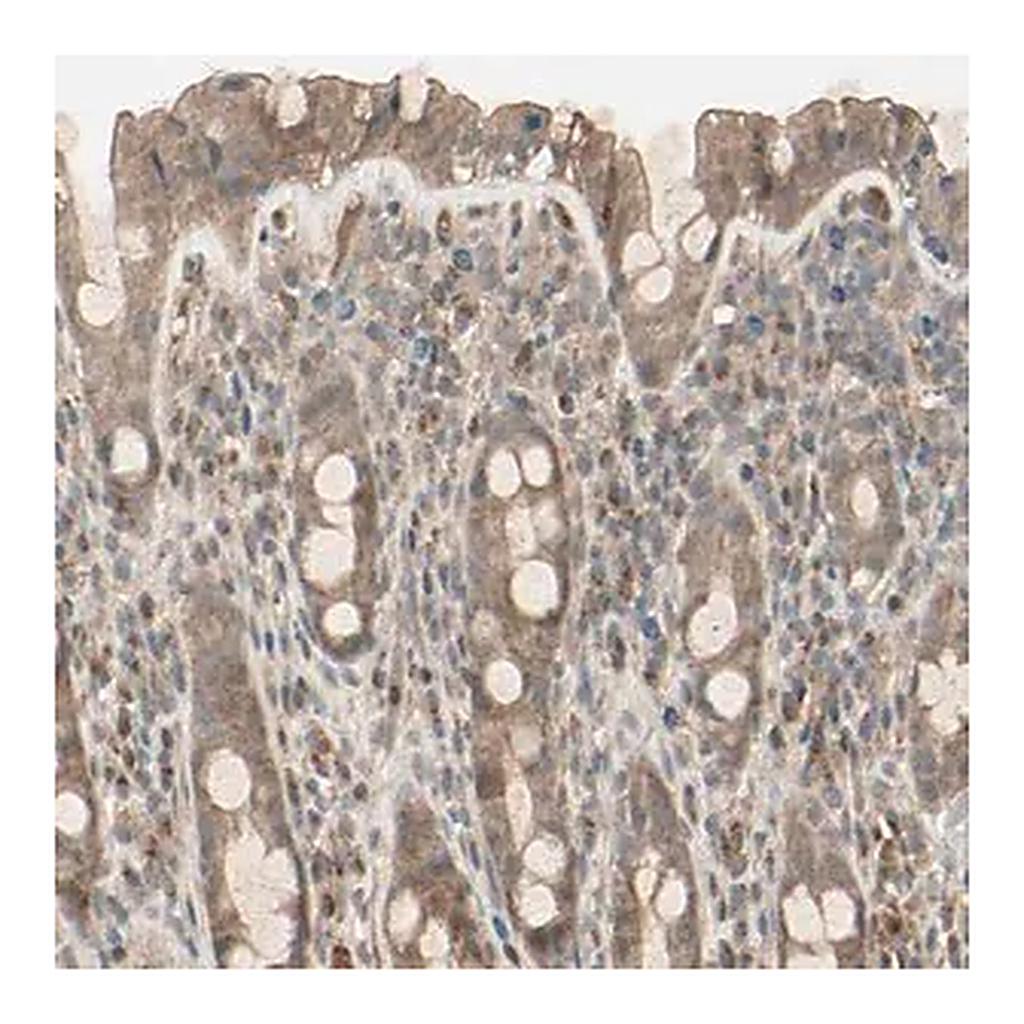Merck Anti-FHDC1 antibody produced in rabbit