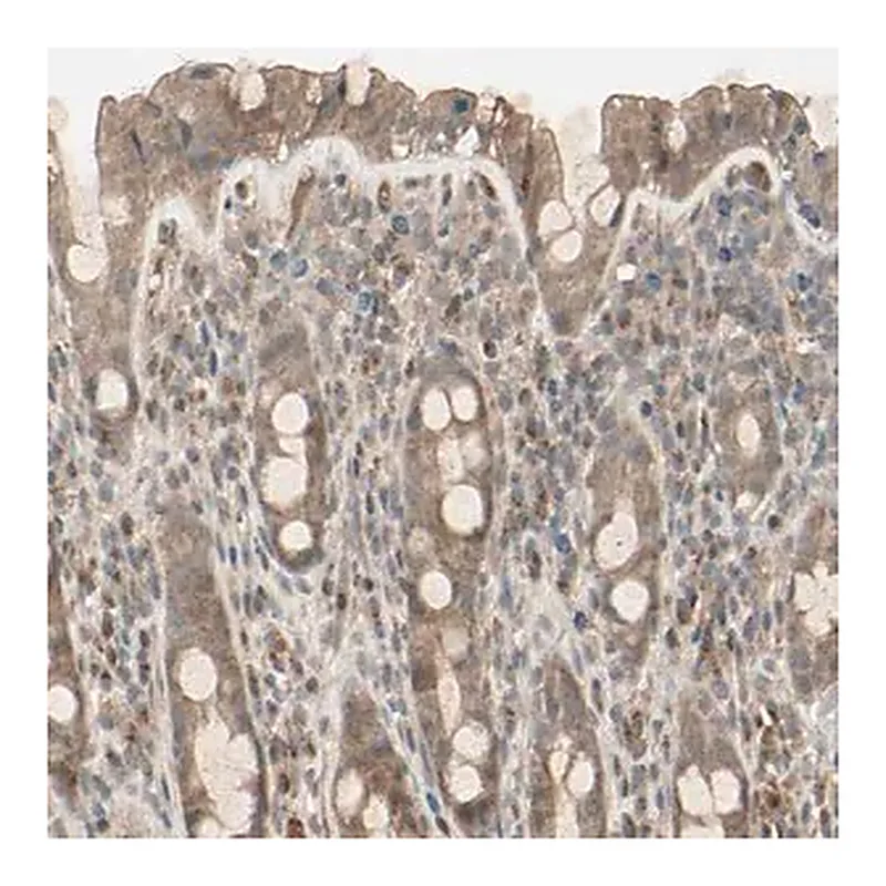 Merck Anti-FHDC1 antibody produced in rabbit