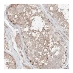 Merck Anti-CEP162 antibody produced in rabbit