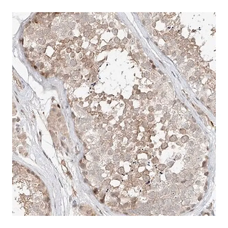 Merck Anti-CEP162 antibody produced in rabbit