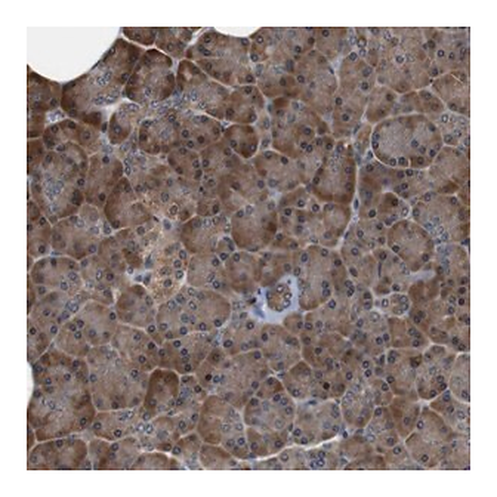 Merck Anti-LRP4 antibody produced in rabbit