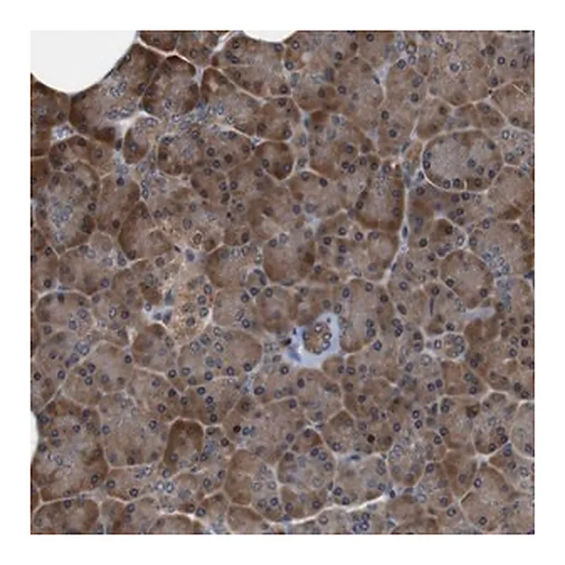 Merck Anti-LRP4 antibody produced in rabbit