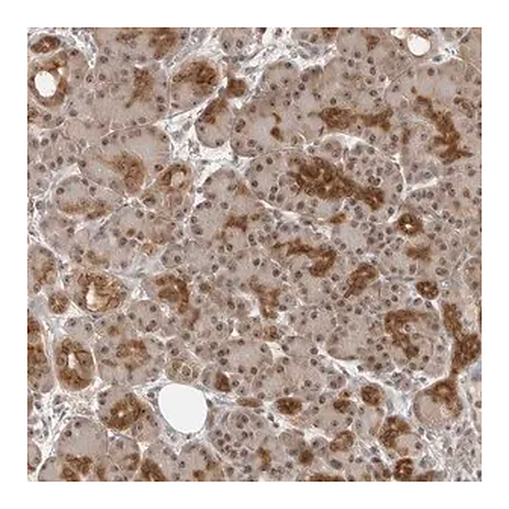 Merck Anti-EXOSC10 antibody produced in rabbit