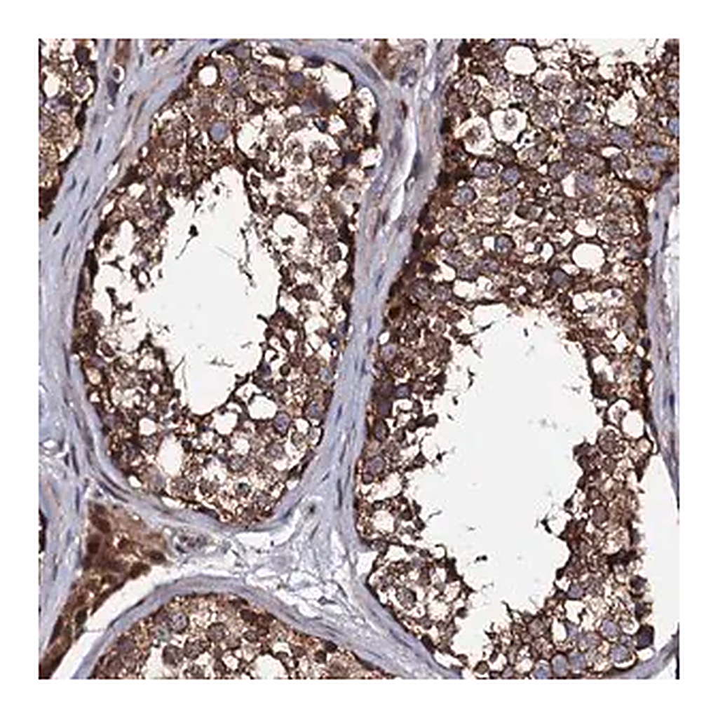 Merck Anti-LIPT2 antibody produced in rabbit