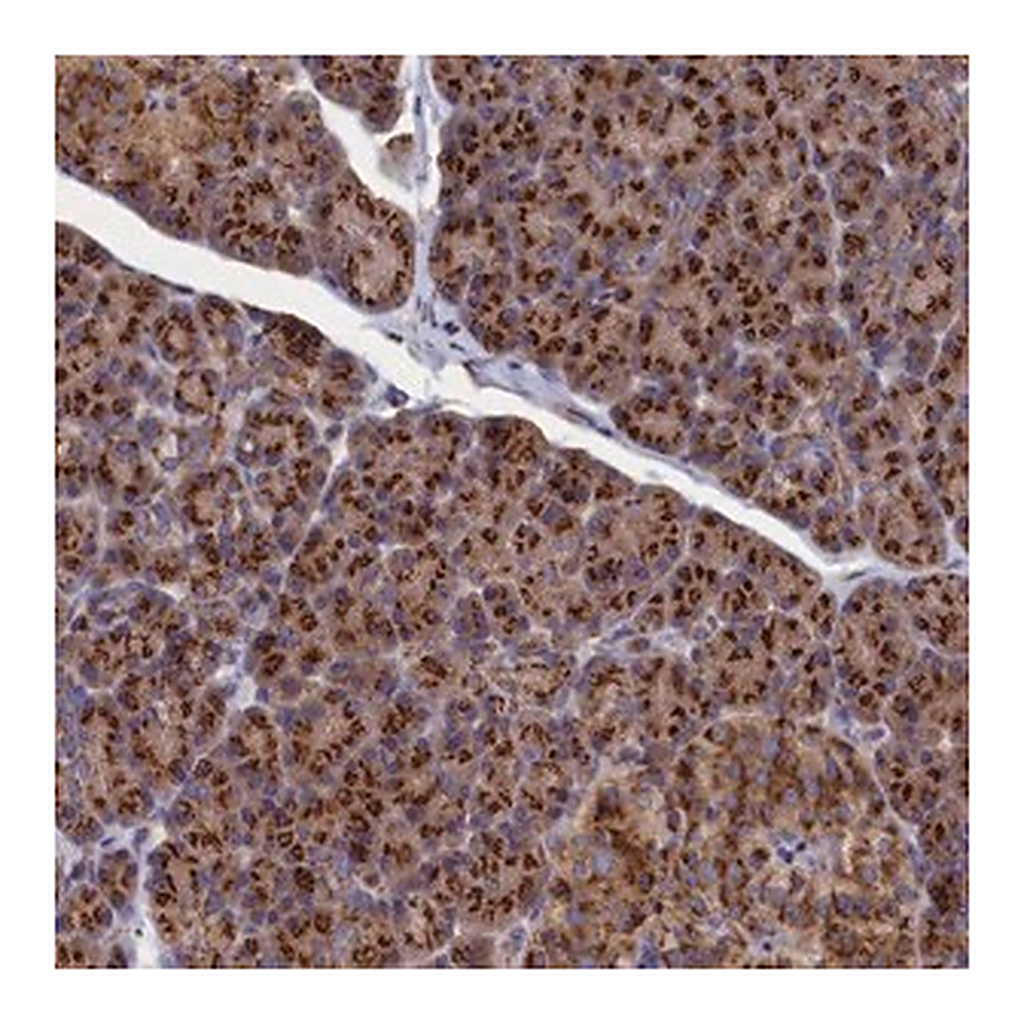 Merck Anti-PRRC1 antibody produced in rabbit