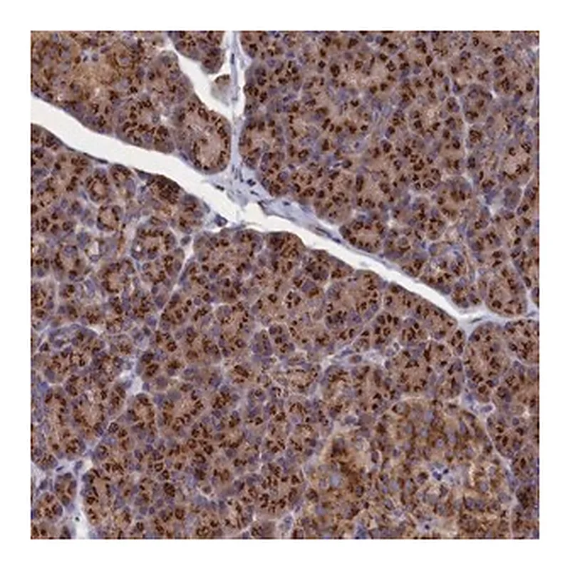 Merck Anti-PRRC1 antibody produced in rabbit