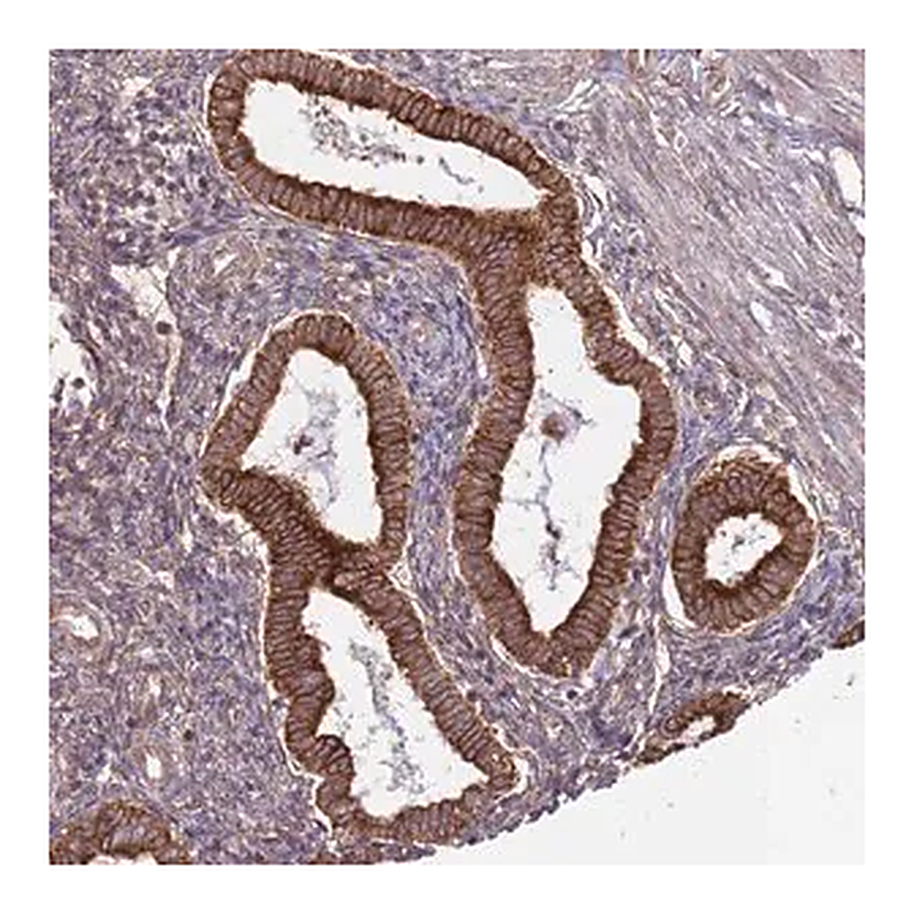 Merck Anti-DCAF4 antibody produced in rabbit