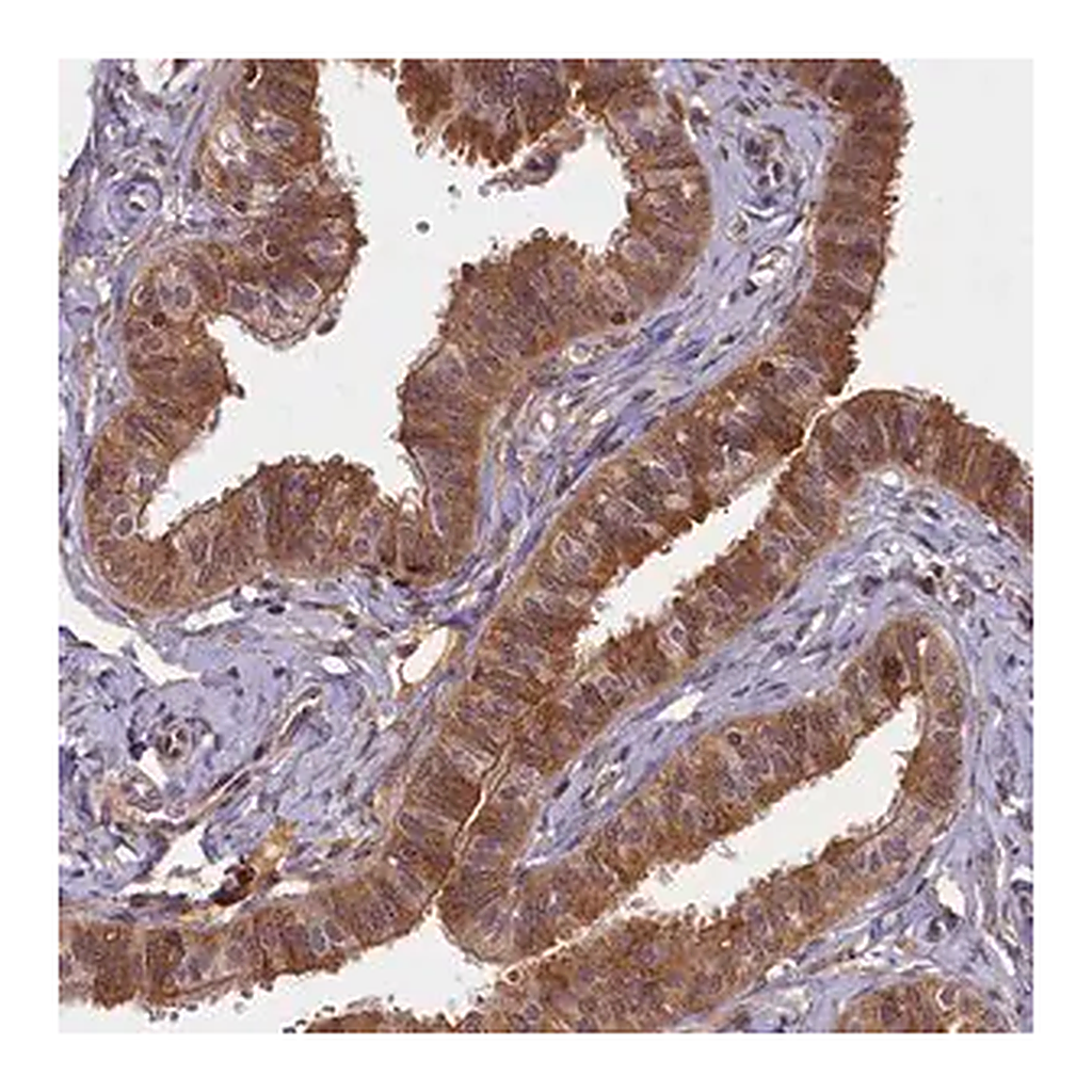 Merck Anti-BICD1 antibody produced in rabbit