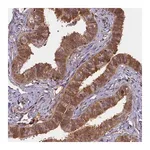 Merck Anti-BICD1 antibody produced in rabbit
