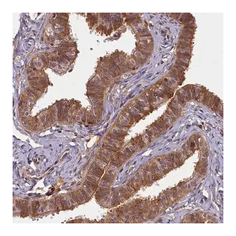 Merck Anti-BICD1 antibody produced in rabbit