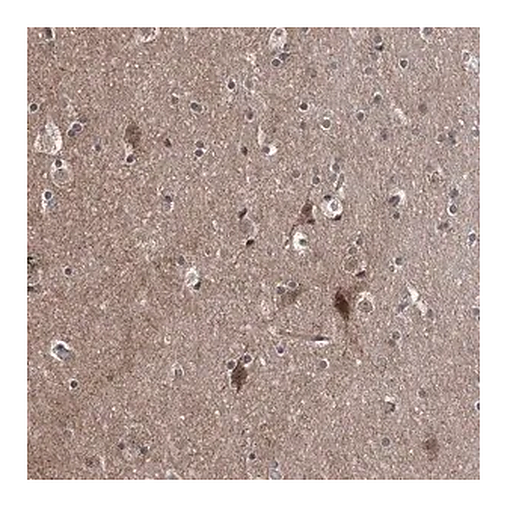Merck Anti-COA7 antibody produced in rabbit