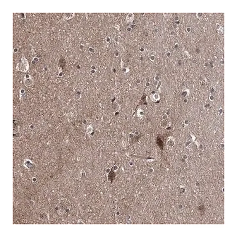 Merck Anti-COA7 antibody produced in rabbit