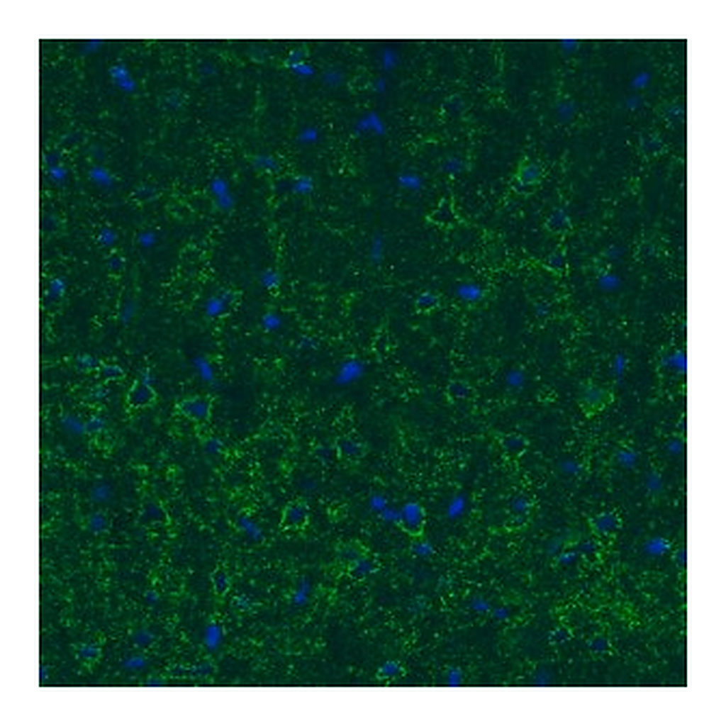 Merck Monoclonal Anti-GAD1 antibody produced in mouse