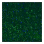 Merck Monoclonal Anti-GAD1 antibody produced in mouse