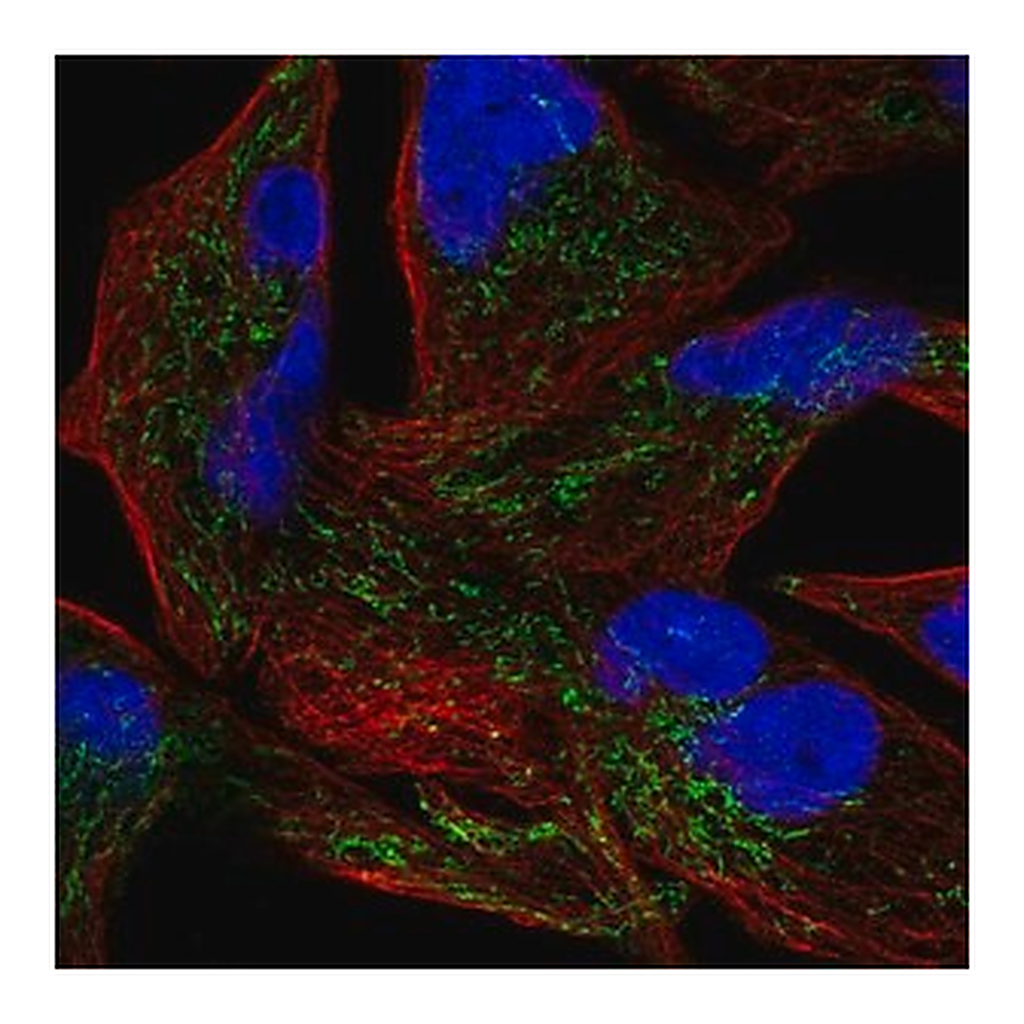 Merck Anti-GLRX5 antibody produced in rabbit