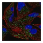 Merck Anti-GLRX5 antibody produced in rabbit