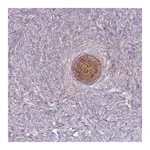 Merck Anti-ST3GAL4 antibody produced in rabbit