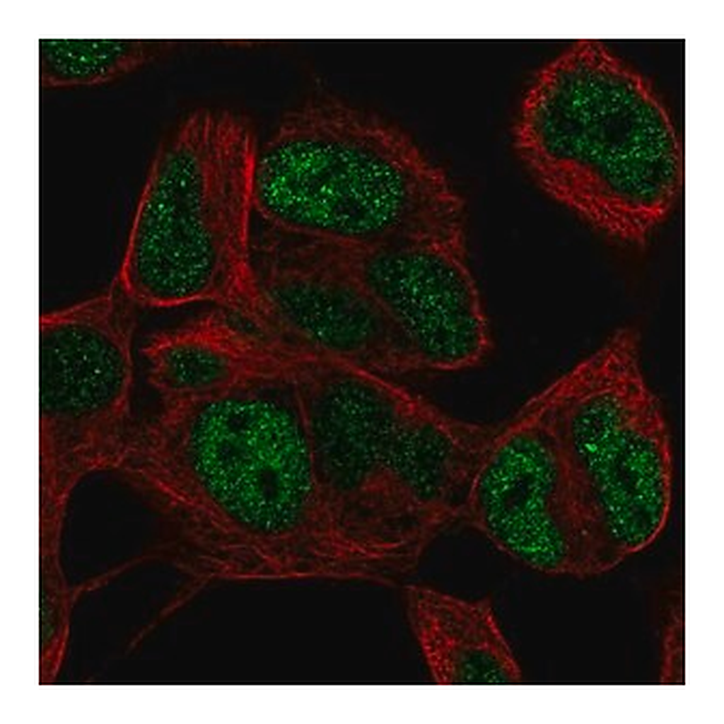 Merck Anti-TLX3 antibody produced in rabbit