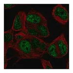 Merck Anti-TLX3 antibody produced in rabbit