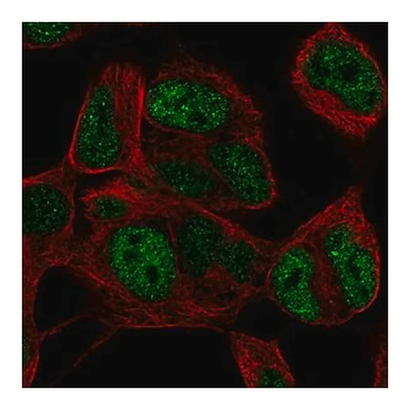 Merck Anti-TLX3 antibody produced in rabbit