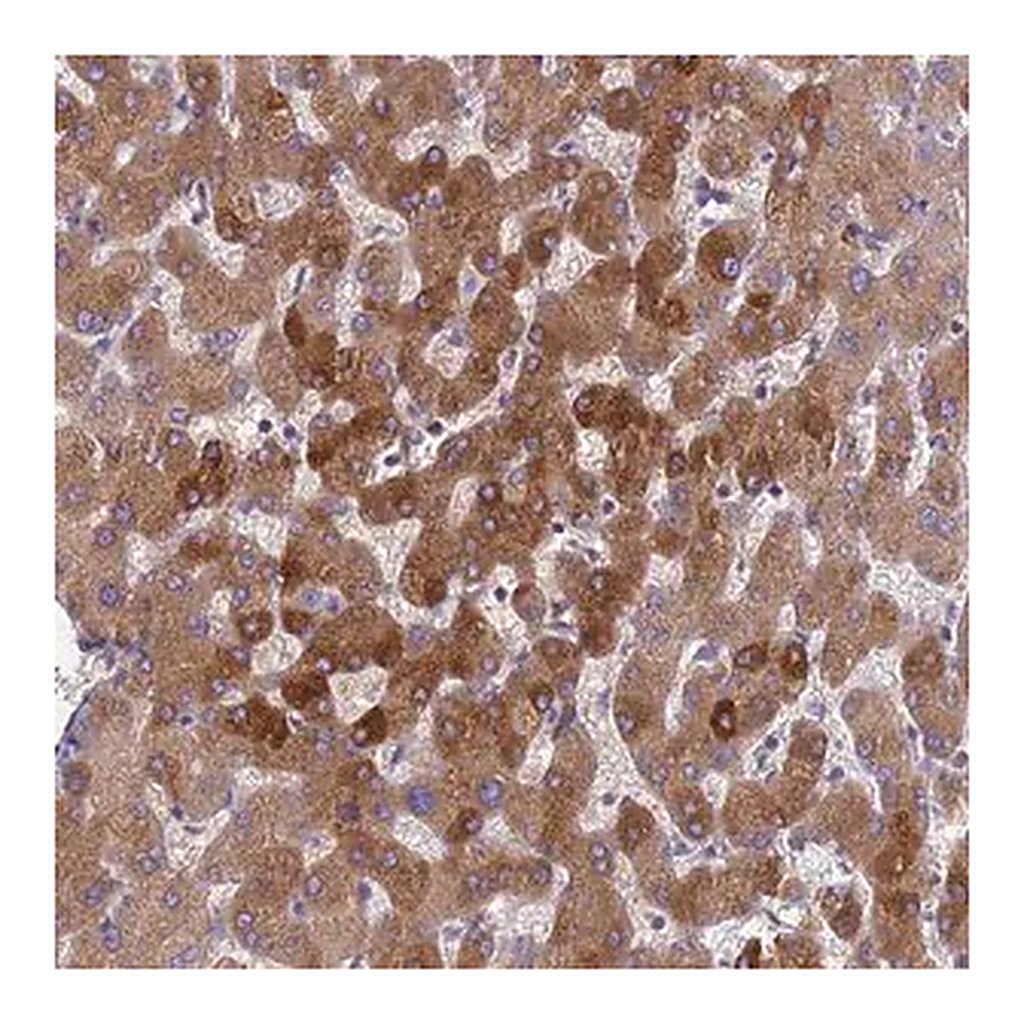 Merck Anti-ORM1 antibody produced in rabbit