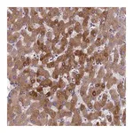 Merck Anti-ORM1 antibody produced in rabbit