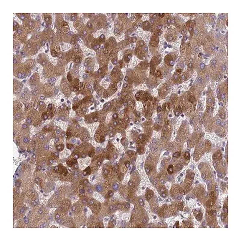 Merck Anti-ORM1 antibody produced in rabbit