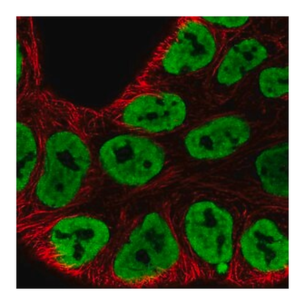 Merck Anti-HNRNPA3 antibody produced in rabbit