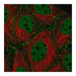 Merck Anti-SYCP2 antibody produced in rabbit