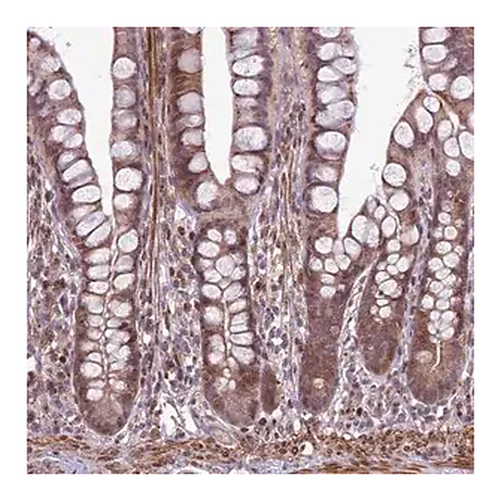 Merck Anti-HGH1 antibody produced in rabbit