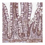 Merck Anti-HGH1 antibody produced in rabbit