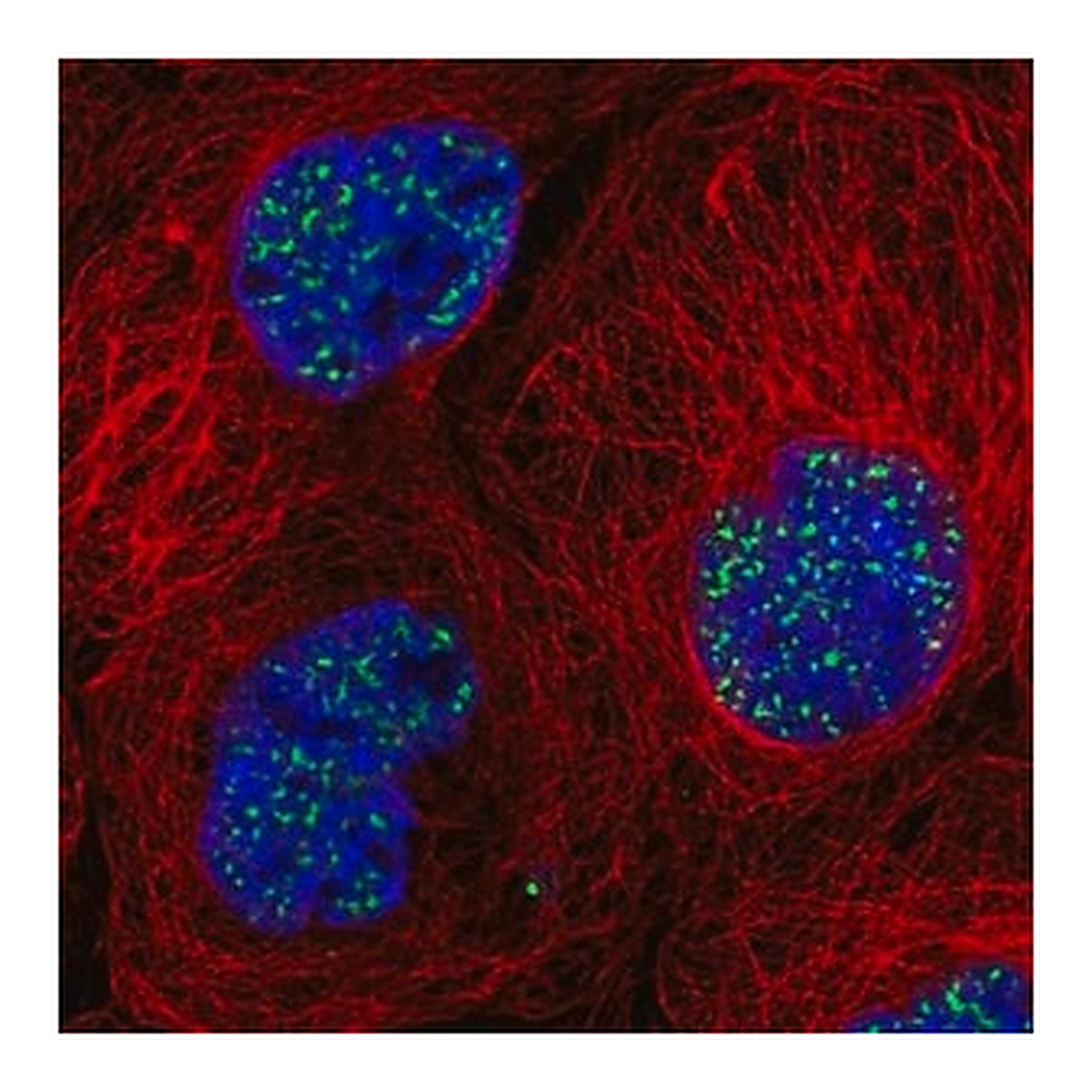 Merck Anti-SON antibody produced in rabbit