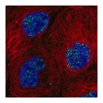 Merck Anti-SON antibody produced in rabbit