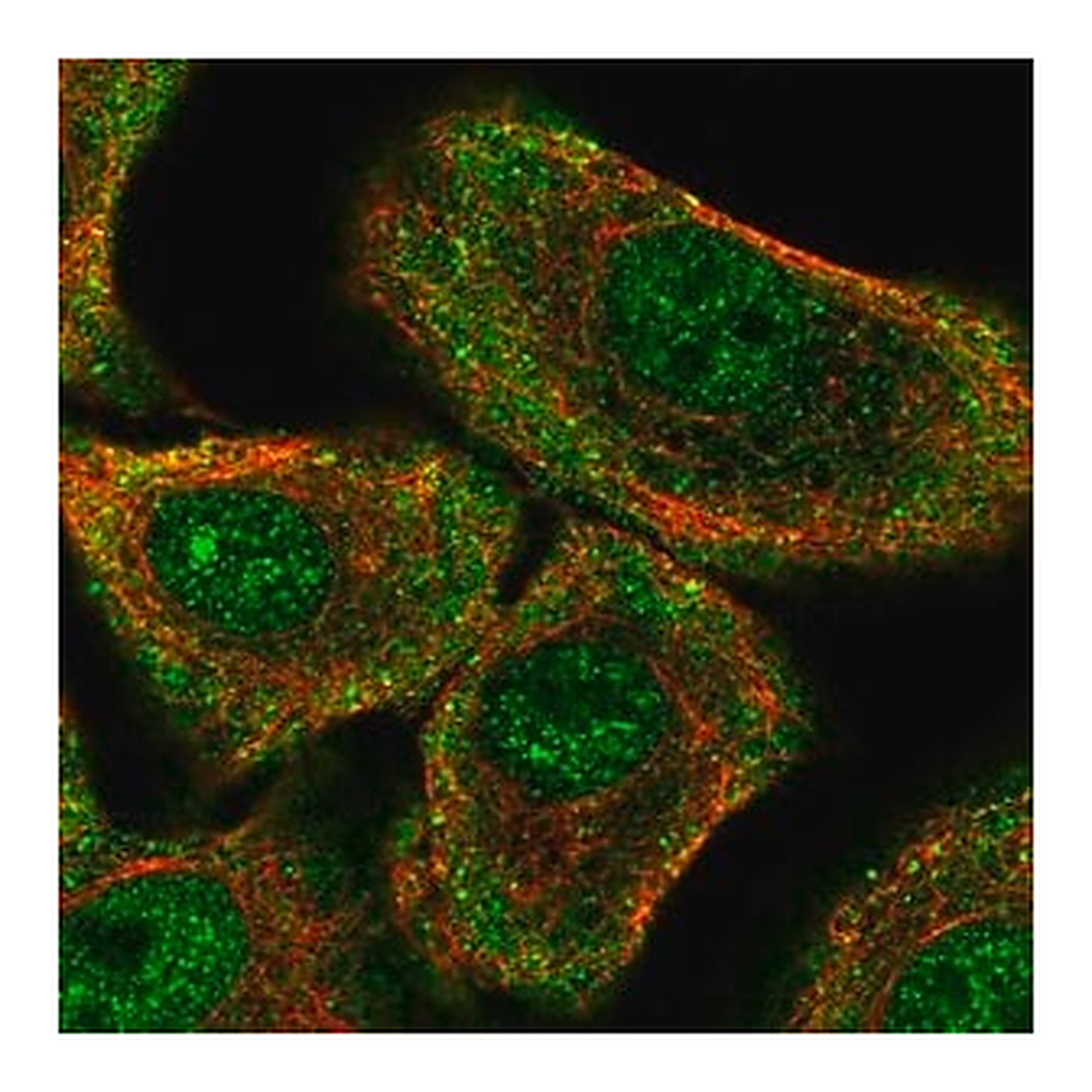 Merck Anti-PER1 antibody produced in rabbit