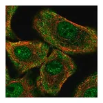 Merck Anti-PER1 antibody produced in rabbit