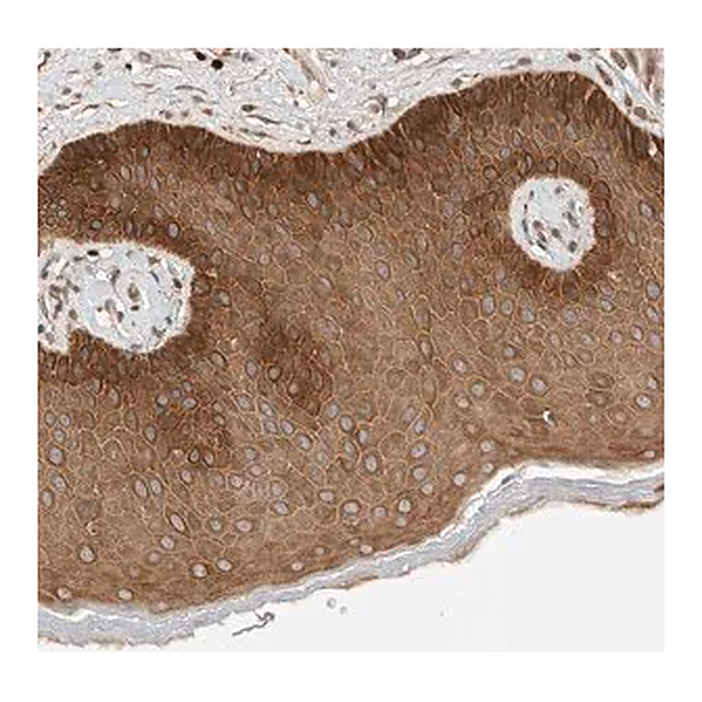Merck Anti-ARMC9 antibody produced in rabbit