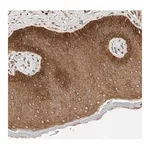 Merck Anti-ARMC9 antibody produced in rabbit