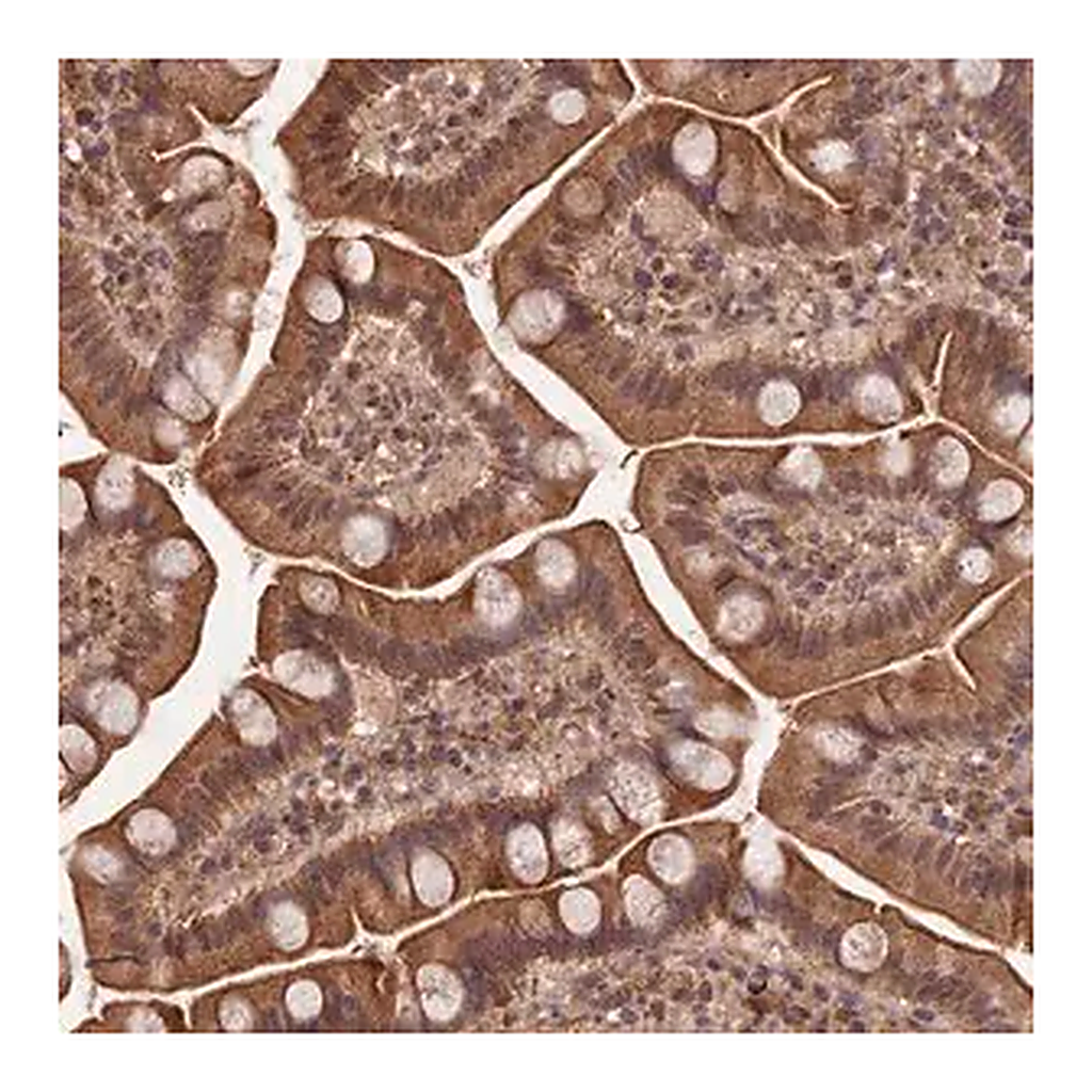 Merck Anti-SYMPK antibody produced in rabbit